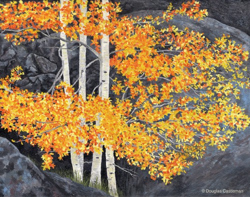 Autumn-birches