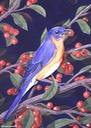 Eastern-Bluebird
