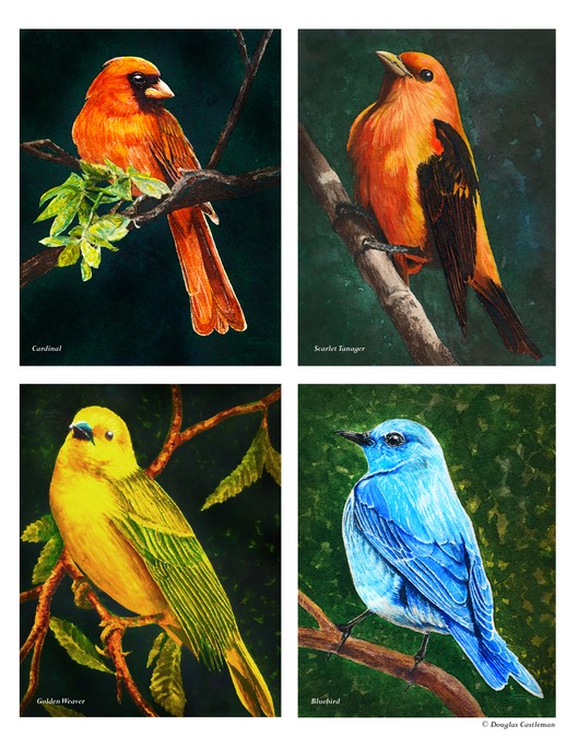 SongbirdsWatercolors
