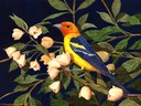 western-tanager-(big-file)